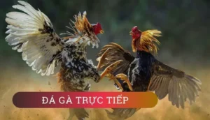Cách Chơi Đá Gà WS168 Tại 23WIN Vui Vẻ Thắng Lớn