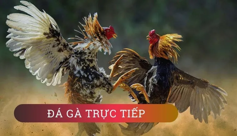 Cách Chơi Đá Gà WS168 Tại 23WIN Vui Vẻ Thắng Lớn