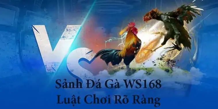 Cách Chơi Đá Gà WS168 Tại 23WIN Vui Vẻ Thắng Lớn